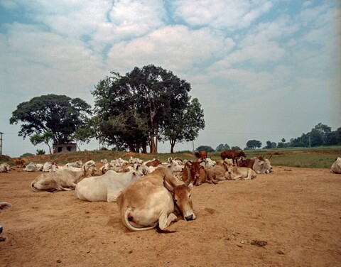 Sundergarh, Odisha. October 2017