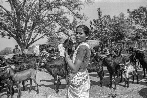 The Kurma Shepards: Bharirathpalli village Medak, Telangana. October 2017