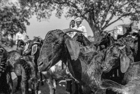 The Kurma Shepards: the Nallagorillu (Deccani Black) sheep Medak, Telangana. October 2017