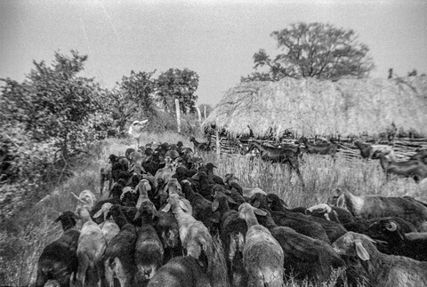 The Kurma Shepards: Anand leading flock Medak, Telangana. October 2017