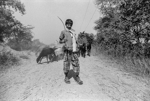 The Kurma Shepards: Anand and his flock Medak, Telangana. October 2017
