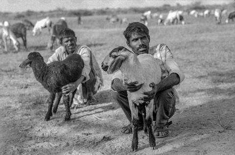 The Kurma Shepards #20 Medak, Telangana. October 2017
