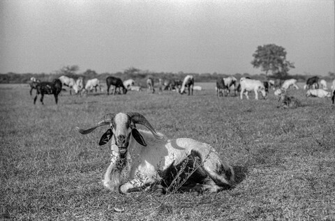 The Kurma Shepards #22: King Ram Medak, Telangana. October 2017