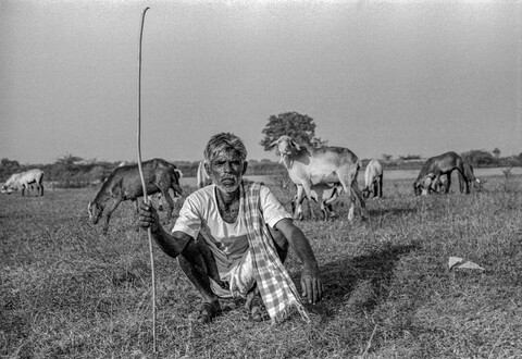 The Kurma Shepards #23 Medak, Telangana. October 2017