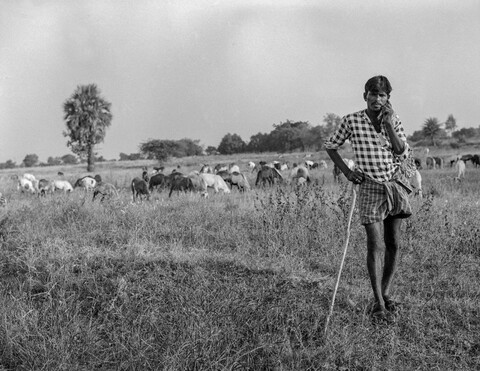 The Kurma Shepards #29 Medak, Telangana. October 2017