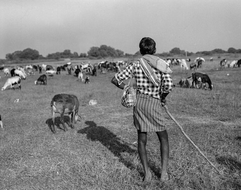 The Kurma Shepards #37 Medak, Telangana. October 2017