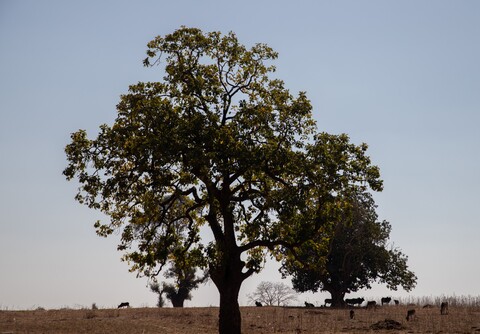 Under the Grand Mahua Tree Panna, Madhya Pradesh. January 2019