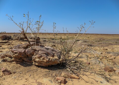 Arid plains of Panna, Bundelkhand Panna, Madhya Pradesh. January 2019