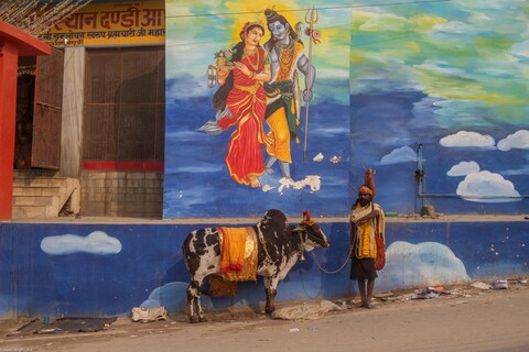 Kumbh Sadhu Pilgrim with his Cow Sangam, Uttar Pradesh. February 2019