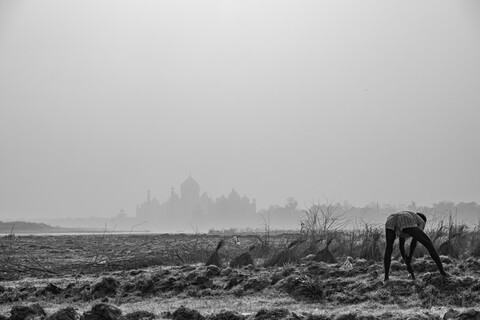 Farming Agra, Uttar Pradesh. March 2020