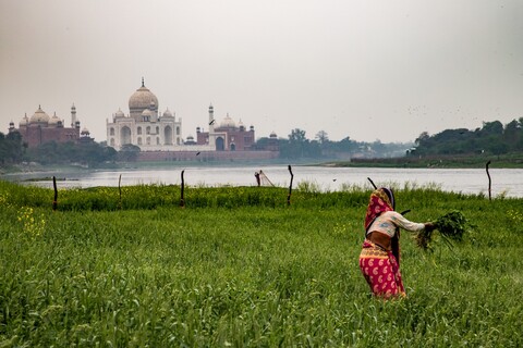 Wheat Farm Agra, Uttar Pradesh. March 2020