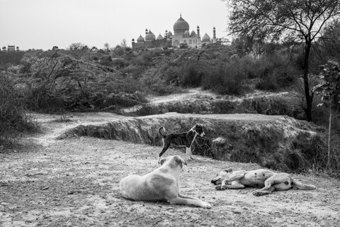 Hafizji IV Agra, Uttar Pradesh. March 2020