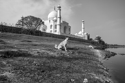 Dog Agra, Uttar Pradesh. March 2020