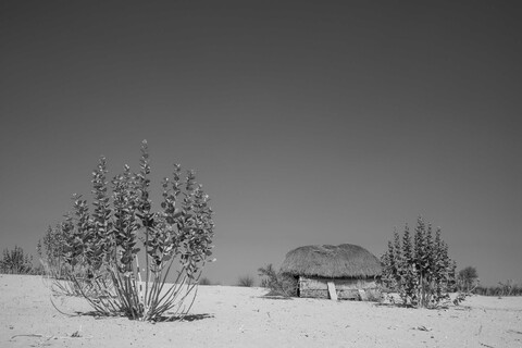 Ankh bush Siyana, Rajasthan. February 2021