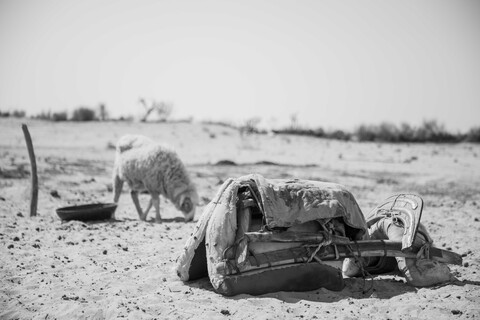 Sonaram's Camel Saddle Siyana, Rajasthan. February 2021