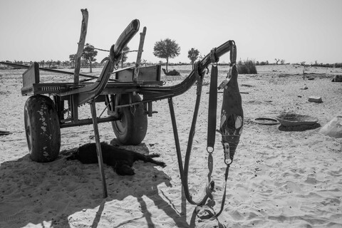 Sonaram's Cart Siyana, Rajasthan. February 2021
