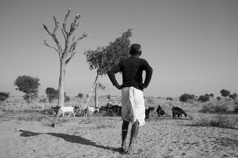 At the Khejri Tree Siyana, Rajasthan. February 2021