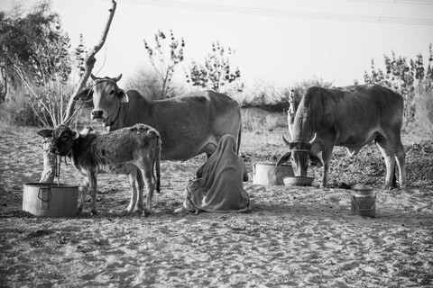 Milking at Godhuli Siyana, Rajasthan. February 2021