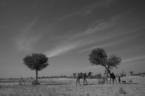 Khejri, Camels and Dogs Siyana, Rajasthan. February 2021