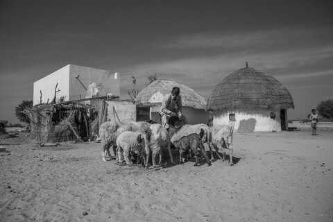 Sonaram's Sheep Siyana, Rajasthan. February 2021