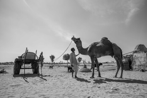 Sonaram's Camel Siyana, Rajasthan. February 2021