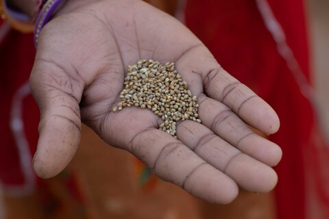Bajri, the food of the desert Siyana, Rajasthan. February 2021