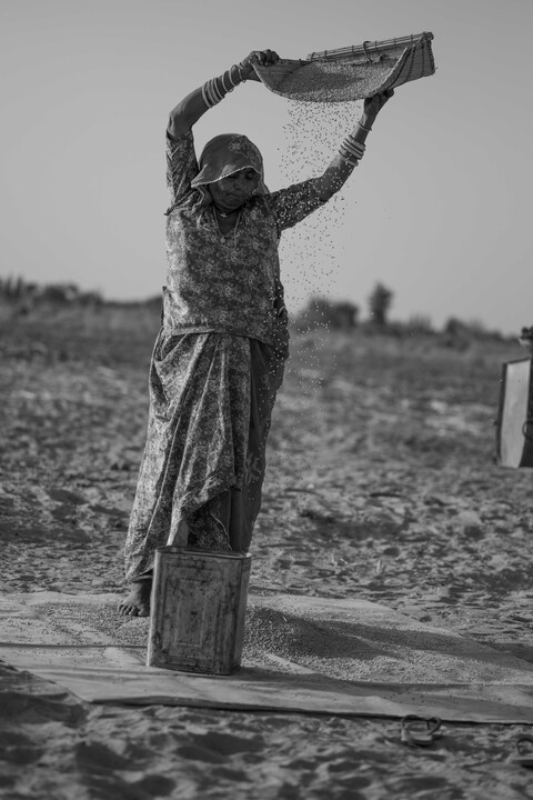 Wheat Siyana, Rajasthan. February 2021