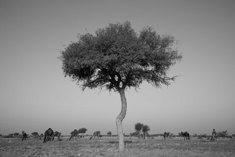 The Khejri Siyana, Rajasthan. February 2021
