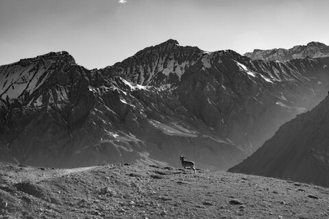 Tangrol, the Spiti Ibex A Great Stillness. Spiti, Himachal Pradesh. May 2022
