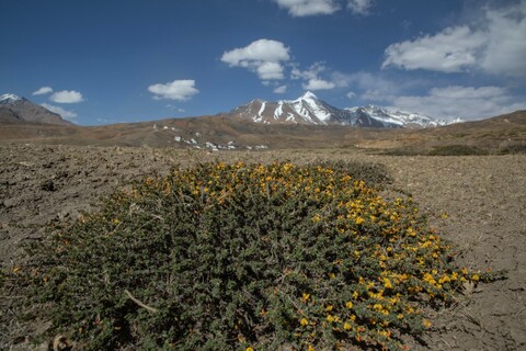 Spiti Summer Flowers A Great Stillness. Spiti, Himachal Pradesh. May 2022