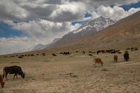 Pasture hear Hull Village A Great Stillness. Spiti, Himachal Pradesh. May 2022