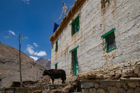 Sho cattle at Mane Village A Great Stillness. Spiti, Himachal Pradesh. May 2022