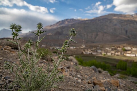 Thorny Tusle at Mane village A Great Stillness. Spiti, Himachal Pradesh. May 2022