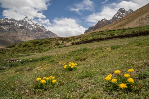 Pin Valley flowers A Great Stillness. Spiti, Himachal Pradesh. May 2022