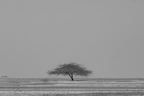 Standing Alone Desert Freedom, Rann of Kutch, Gujarat, January 2023