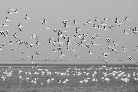 Flamingoes In Flight Desert Freedom, Rann of Kutch, Gujarat, January 2023