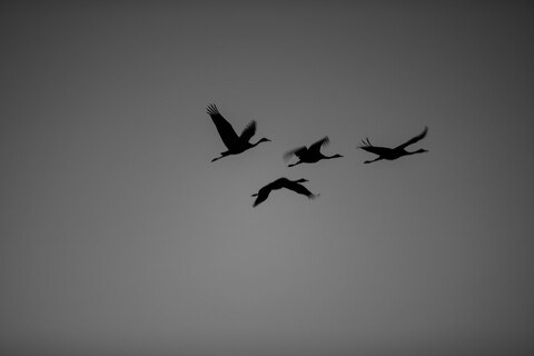 Dusk Flight Desert Freedom, Rann of Kutch, Gujarat, January 2023