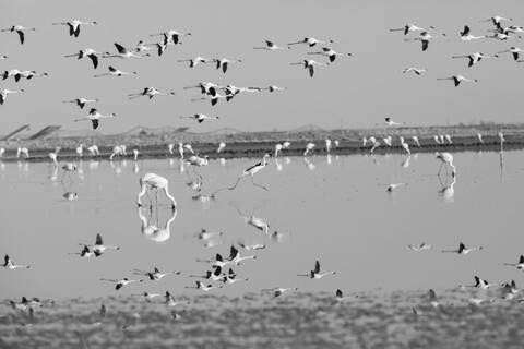 Jumping Across Desert Freedom, Rann of Kutch, Gujarat, January 2023