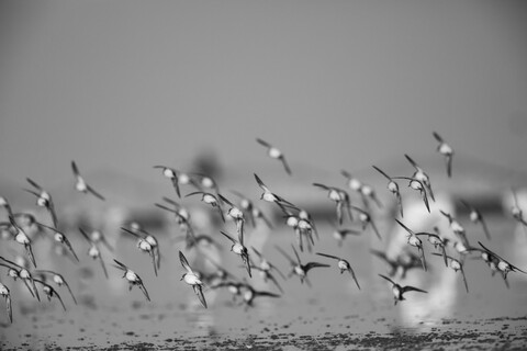 Terns Turning Desert Freedom, Rann of Kutch, Gujarat, January 2023