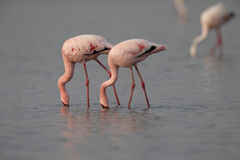 Ballerina Desert Freedom, Rann of Kutch, Gujarat, January 2023
