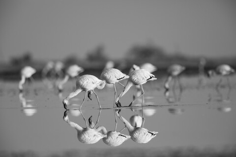 Unison 3 Desert Freedom, Rann of Kutch, Gujarat, January 2023
