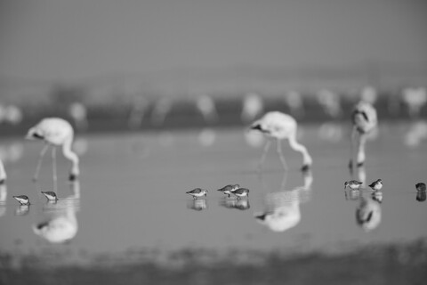 Little Ones Big Ones Desert Freedom, Rann of Kutch, Gujarat, January 2023