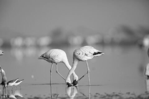Crossed Ballerinas Desert Freedom, Rann of Kutch, Gujarat, January 2023