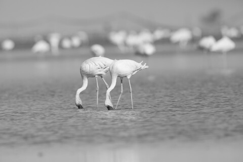 Synced Ballerinas Desert Freedom, Rann of Kutch, Gujarat, January 2023