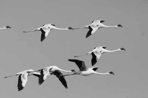 Unison in the Air Desert Freedom, Rann of Kutch, Gujarat, January 2023