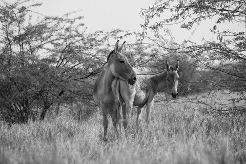 Mother and Child Desert Freedom, Rann of Kutch, Gujarat, January 2023