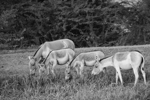 Family Meal Desert Freedom, Rann of Kutch, Gujarat, January 2023
