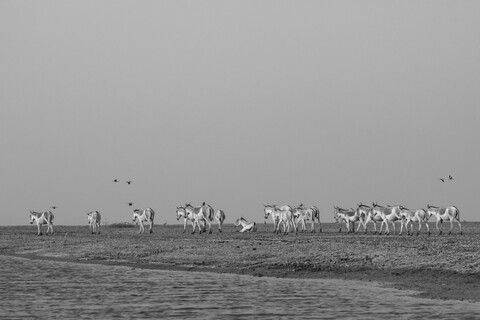 All Going Home Desert Freedom, Rann of Kutch, Gujarat, January 2023