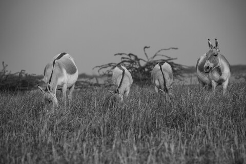 4 Friends Desert Freedom, Rann of Kutch, Gujarat, January 2023