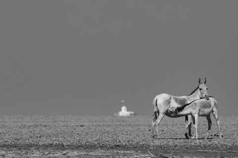Mother and Child Desert Freedom, Rann of Kutch, Gujarat, January 2023